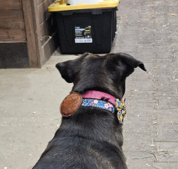 Former Shelter Dog is Calm and Recovering with the eWell Puck