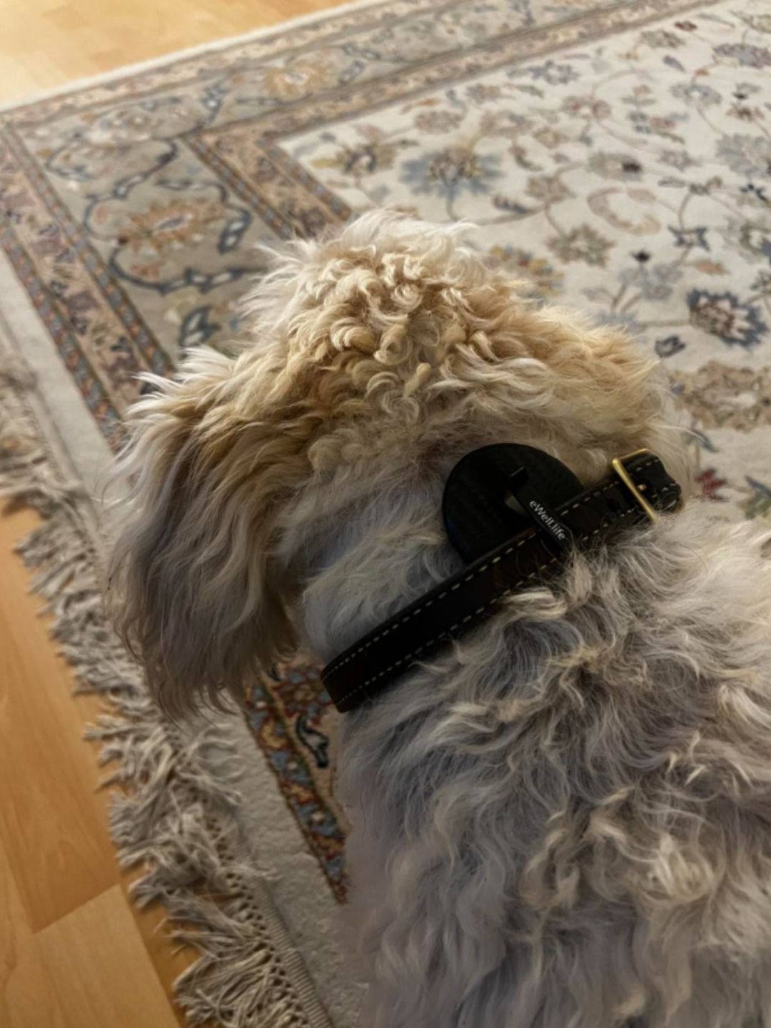 Complete Change in Dog Helath