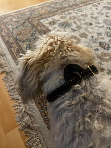 Complete Change in Dog Health