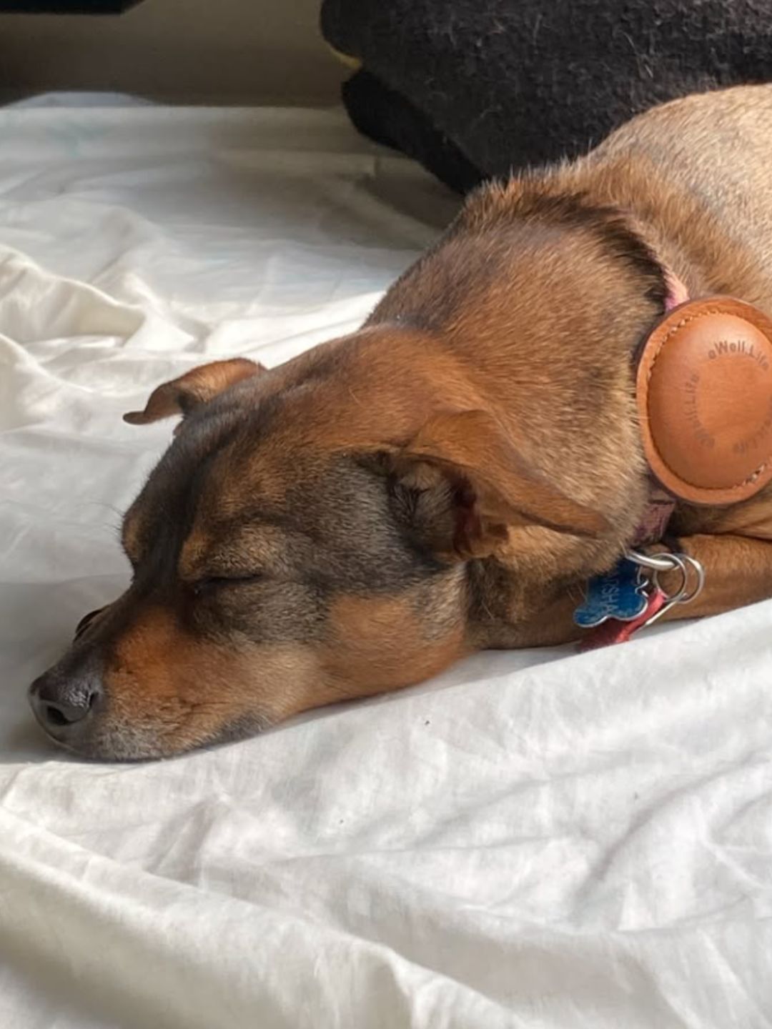Less Anxiety for Dogs