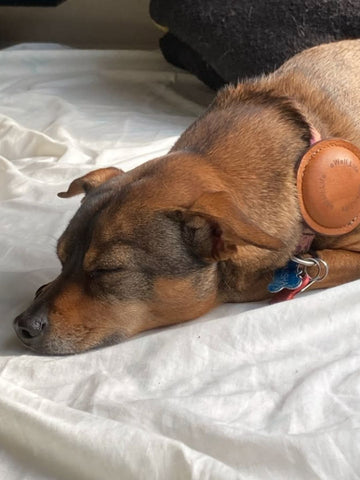 Less Anxiety for Dogs