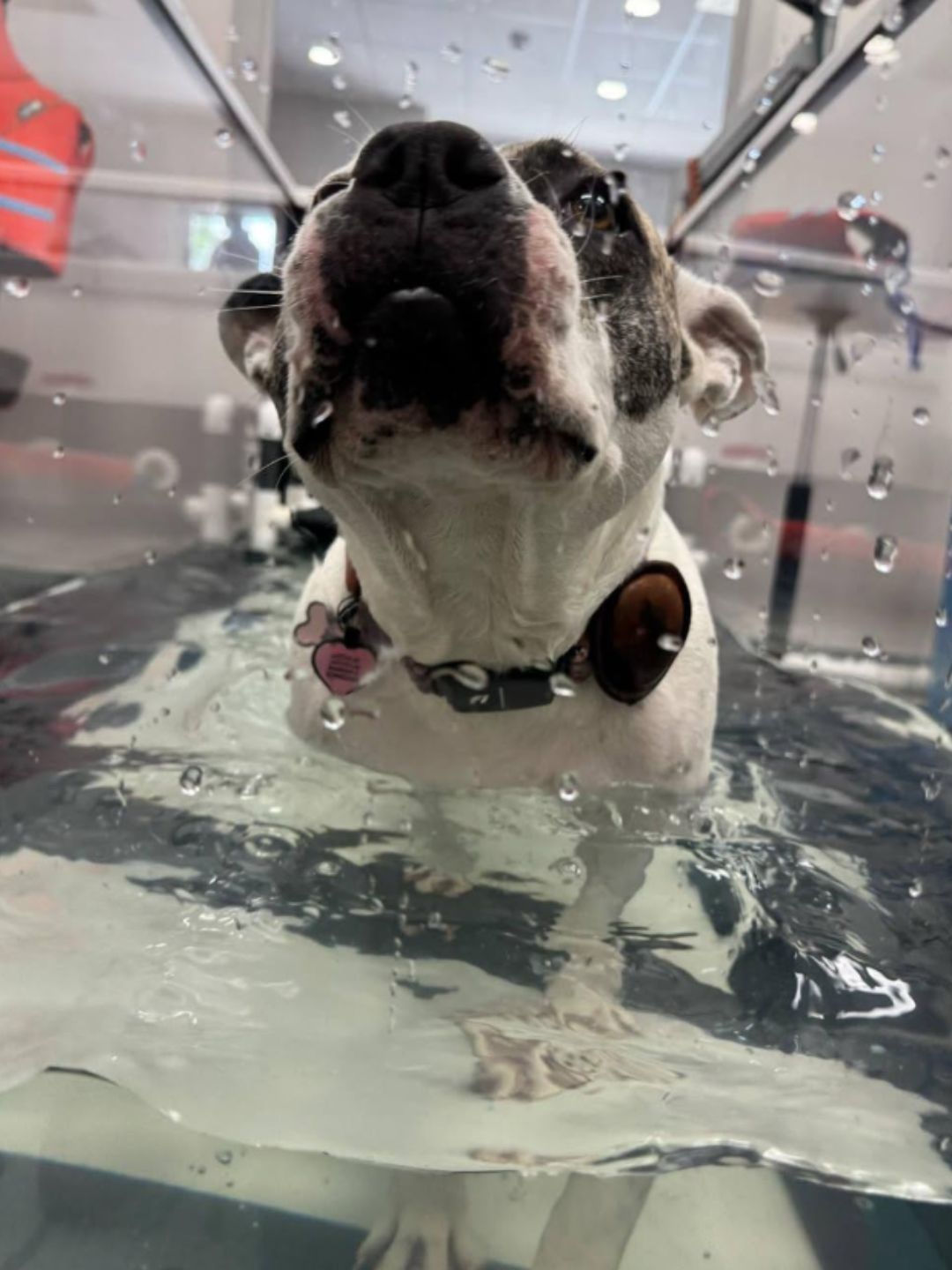 Supporting Canine Physical Therapy