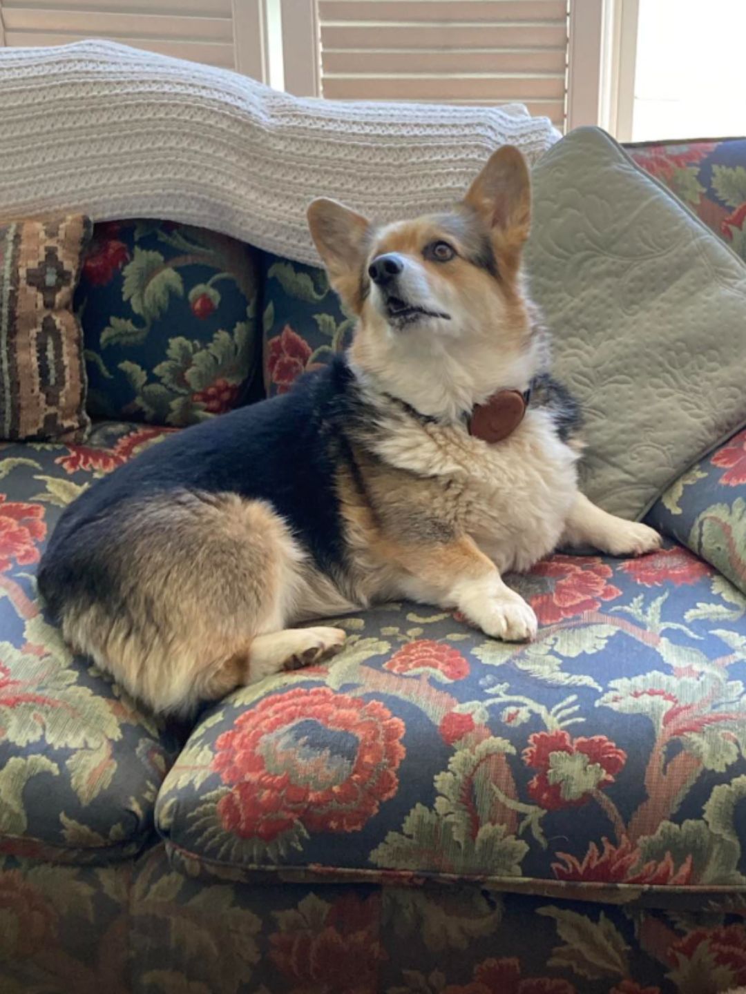 Improved Corgi Movement