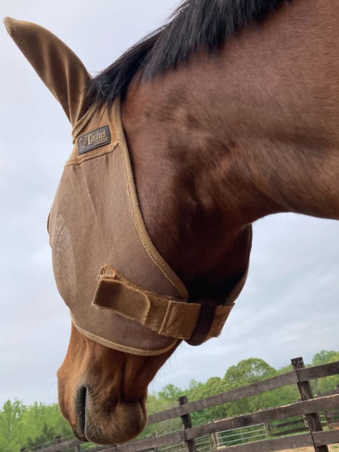 eWell Halter Puck on the Velcro Closure of a Fly Mask