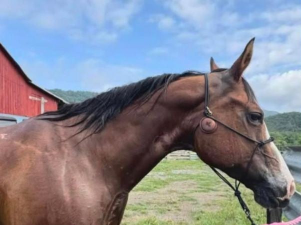Calming Effect on Horse