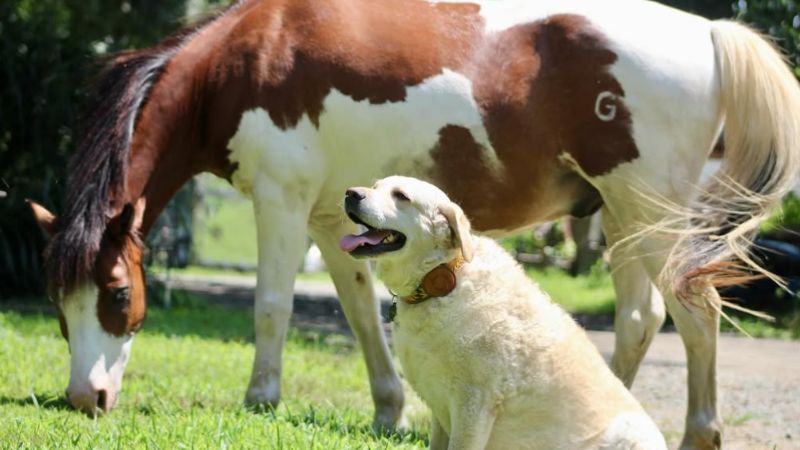 Happier Dogs