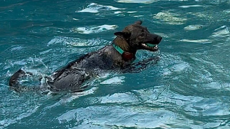 Happy Active Dogs