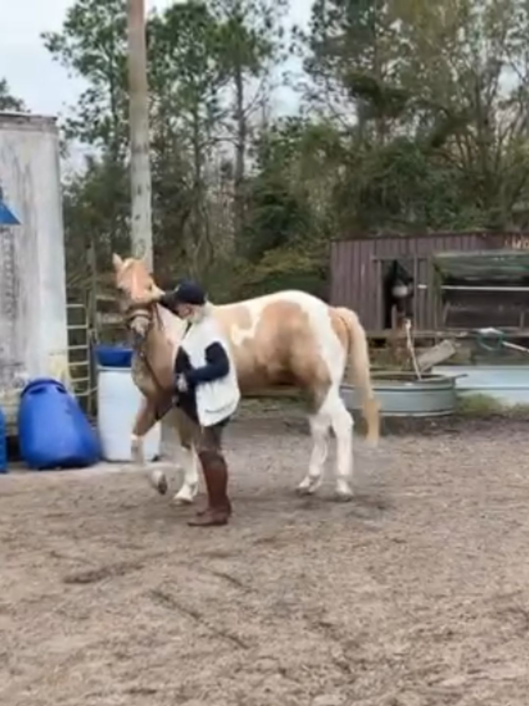 Recovery Support for Horse