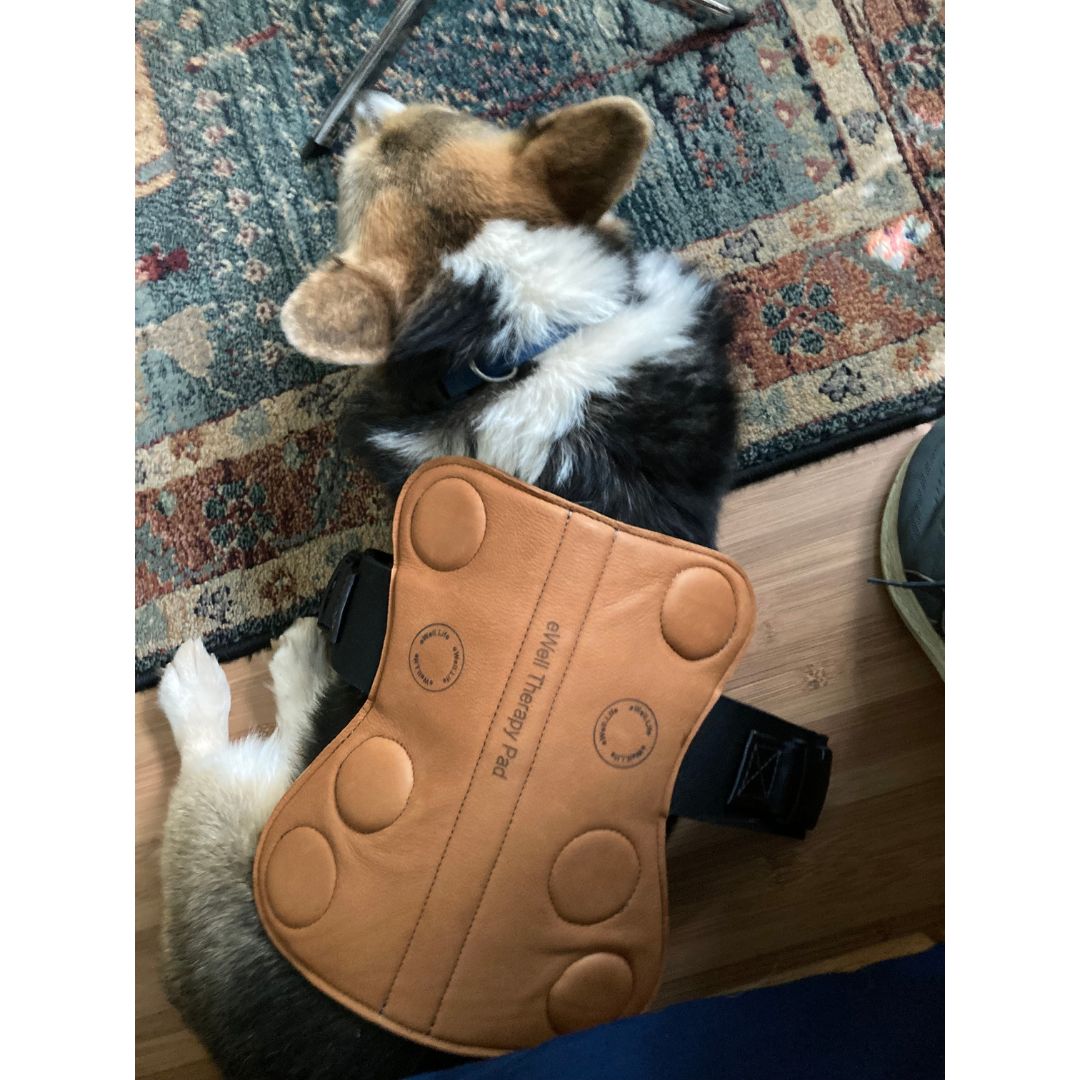eWell Therapy Pad for Pets